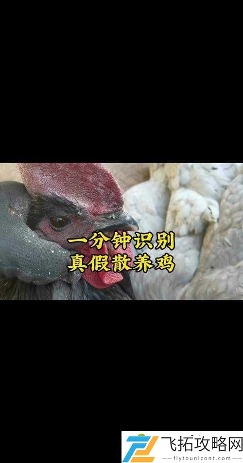 老母鸡活27年鉴定真相！亲历现场直呼不可思议