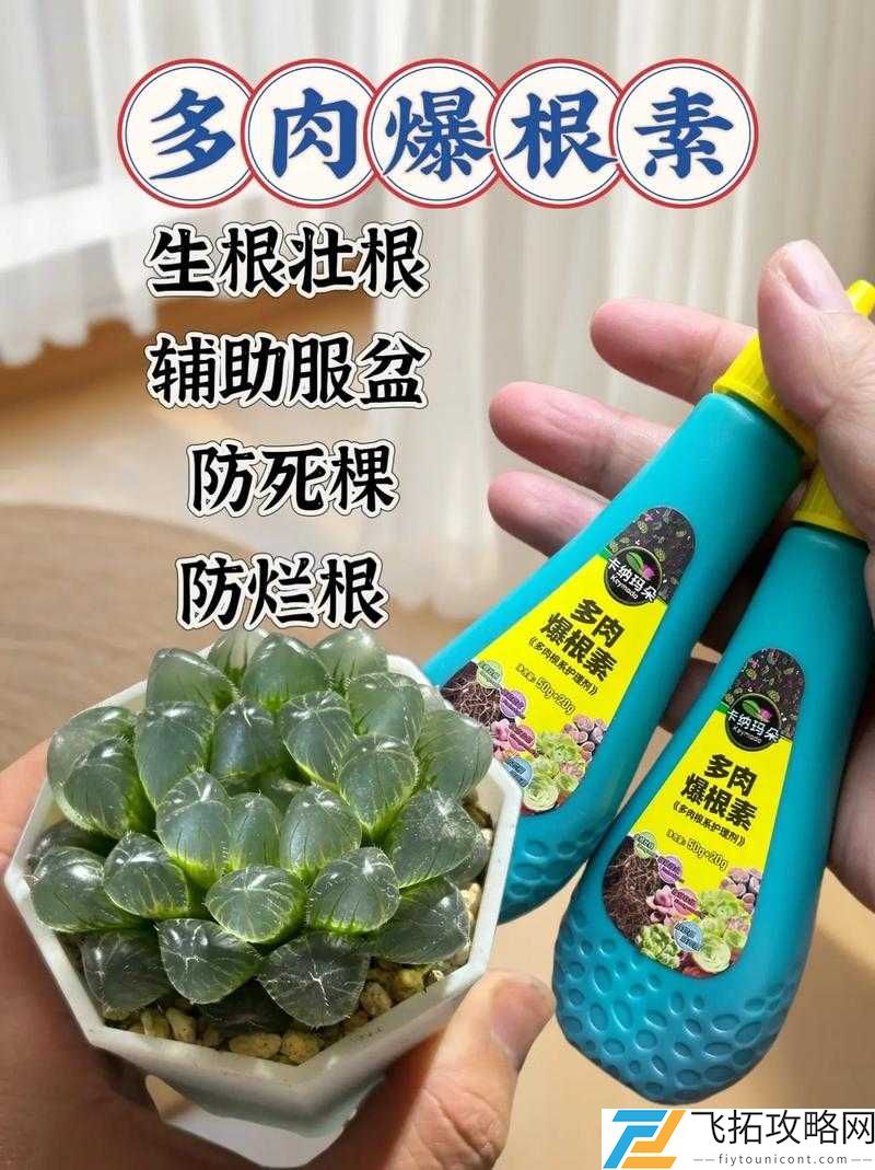 皇家共享小公主多肉养护技巧:实用全面的养护要点汇总
