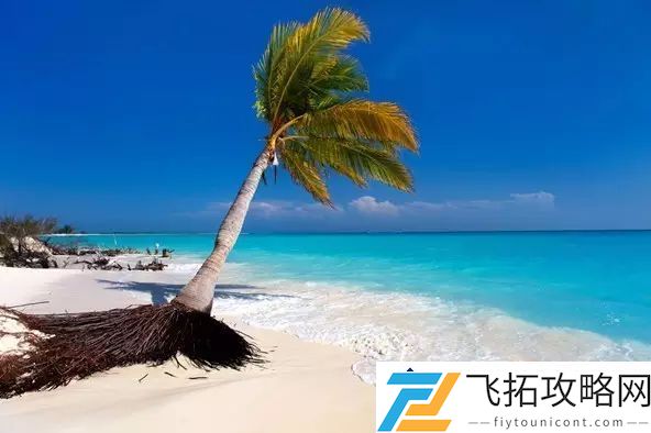 白沙滩的形成原因：鹦鹉鱼粪便如何为海滩增色