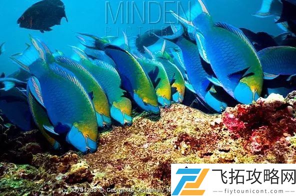 白沙滩的形成原因：鹦鹉鱼粪便如何为海滩增色
