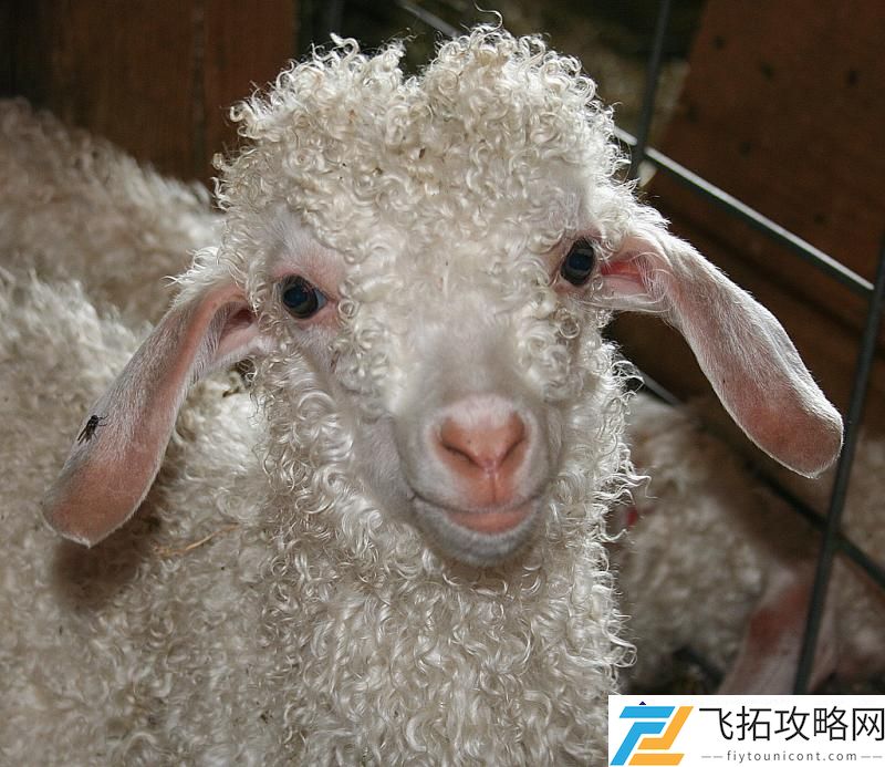 马海毛的真正来源：探索安哥拉山羊毛的独特魅力