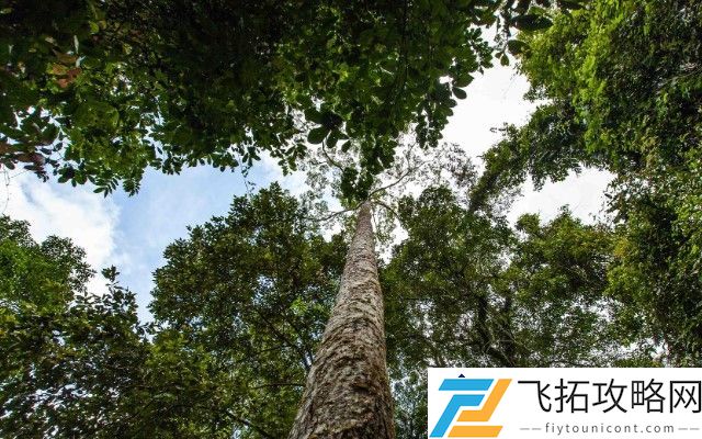 世界上最高的十棵树是什么 - 它们各自的特点与生长环境