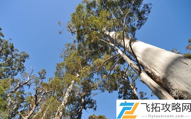 世界上最高的十棵树是什么 - 它们各自的特点与生长环境