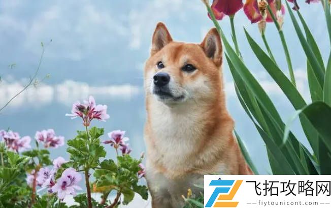 家里养什么狗最适合的十大品种推荐-选择你的理想伴侣