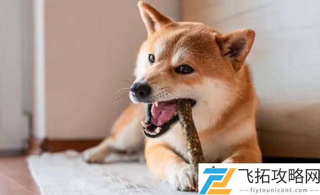 家里养什么狗最适合的十大品种推荐-选择你的理想伴侣
