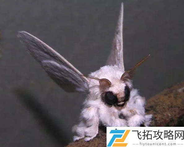 25种世界上最奇特的动物-揭秘委内瑞拉贵宾犬蛾的独特生态