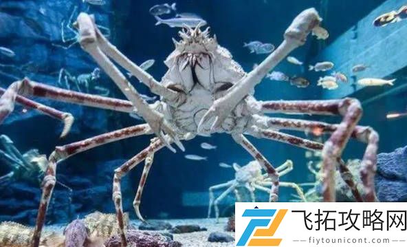 25种世界上最奇特的动物-揭秘委内瑞拉贵宾犬蛾的独特生态