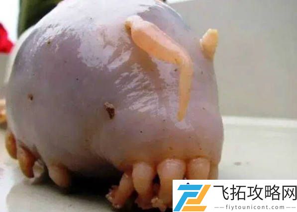 25种世界上最奇特的动物-揭秘委内瑞拉贵宾犬蛾的独特生态