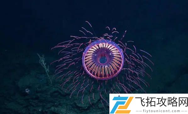 25种世界上最奇特的动物-揭秘委内瑞拉贵宾犬蛾的独特生态