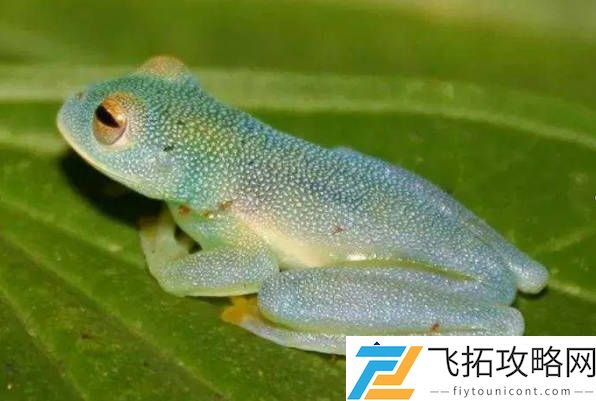 25种世界上最奇特的动物-揭秘委内瑞拉贵宾犬蛾的独特生态