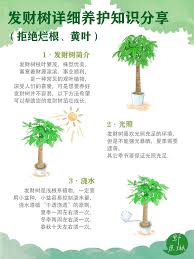 夏季是不是树木的生长旺季