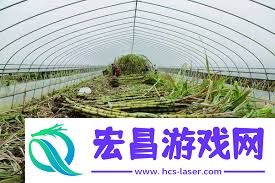 田间甘蔗种植如何操作