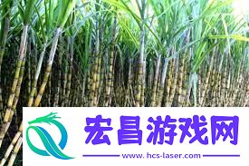 田间甘蔗种植如何操作