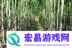 田间甘蔗种植如何操作