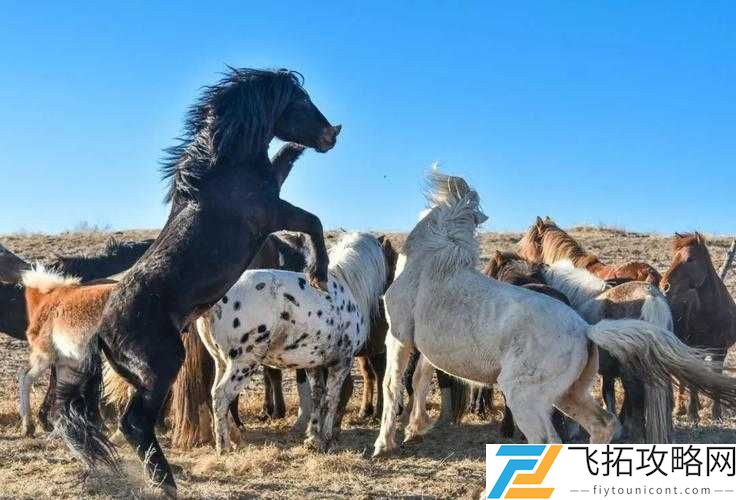 人马大战-CSD 引发的激烈交锋与未知结局探索