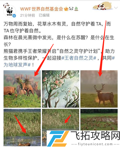 王者荣耀自然之灵WWF新皮肤是谁的