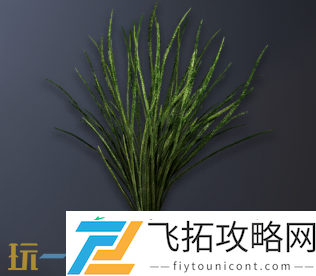 灯芯草用途介绍
